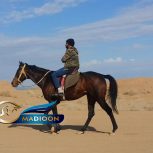 خرید اسب و فروش اسب_ یونیک استار