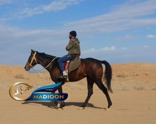 خرید اسب و فروش اسب_ یونیک استار