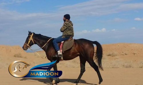 خرید اسب و فروش اسب_ یونیک استار