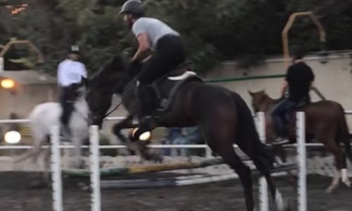 خرید اسب و فروش اسب_ کاملوت