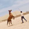 خرید اسب و فروش اسب_ ساغر