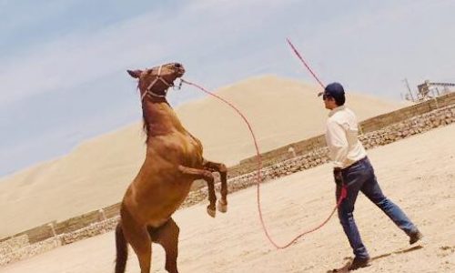 خرید اسب و فروش اسب_ ساغر
