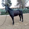 خرید اسب و فروش اسب_ Kwpn