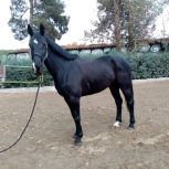 خرید اسب و فروش اسب_ Kwpn