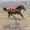 خرید اسب و فروش اسب_ حنا