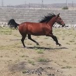 خرید اسب و فروش اسب_ حنا