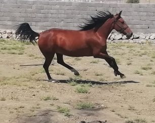 خرید اسب و فروش اسب_ حنا
