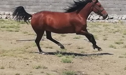 خرید اسب و فروش اسب_ حنا