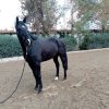 خرید اسب و فروش اسب_ Kwpn