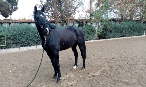 خرید اسب و فروش اسب_ Kwpn