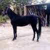 خرید اسب و فروش اسب_ رونیکا