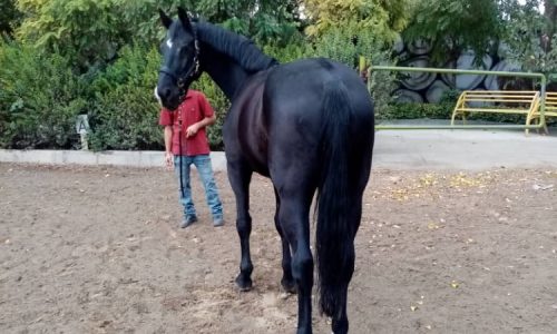 خرید اسب و فروش اسب_ Kwpn
