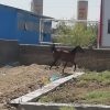 خرید اسب و فروش اسب_ حنا