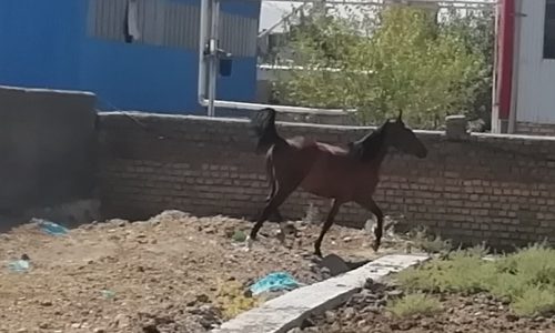 خرید اسب و فروش اسب_ حنا