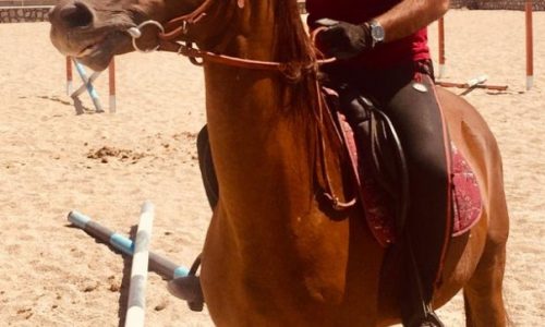 خرید اسب و فروش اسب_ ساغر