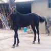 خرید اسب و فروش اسب_ رونیکا
