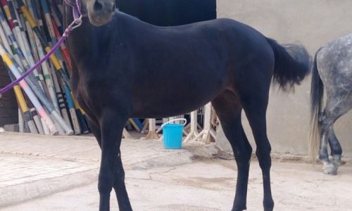 خرید اسب و فروش اسب_ رونیکا