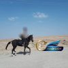 خرید اسب و فروش اسب_ اسب نریان عرب