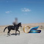 خرید اسب و فروش اسب_ اسب نریان عرب