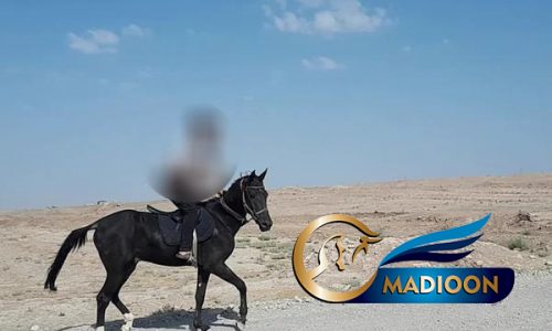 خرید اسب و فروش اسب_ اسب نریان عرب