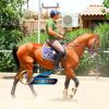 خرید اسب و فروش اسب_ سیلمی آخال تکه
