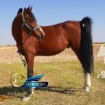 خرید اسب و فروش اسب_ اسب سیلمی