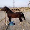 خرید اسب و فروش اسب_ عرب خالص ایرانی
