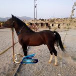 خرید اسب و فروش اسب_ عرب خالص ایرانی
