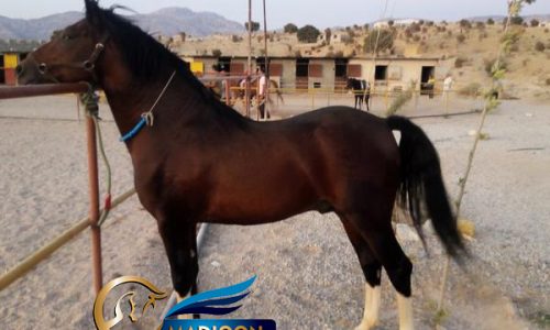 خرید اسب و فروش اسب_ عرب خالص ایرانی