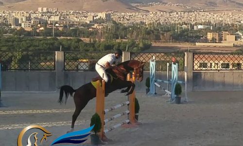 خرید اسب و فروش اسب_ سیلمی ترکمن
