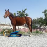 خرید اسب و فروش اسب_ مادیون یکسر خارجی