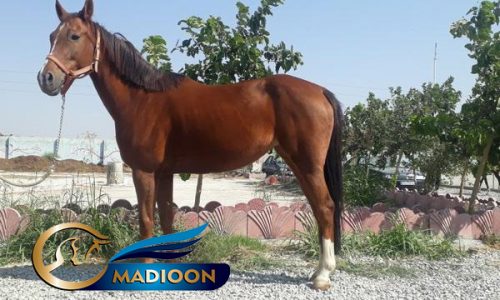 خرید اسب و فروش اسب_ مادیون یکسر خارجی
