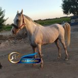 خرید اسب و فروش اسب_ نریان دره شوری