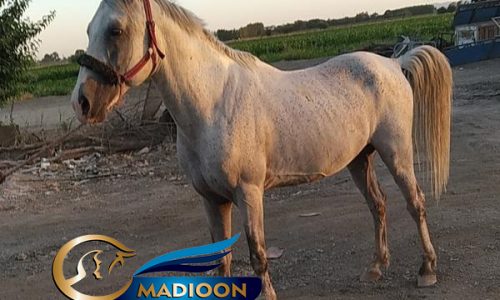 خرید اسب و فروش اسب_ نریان دره شوری