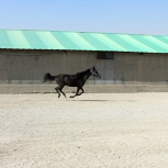 خرید اسب و فروش اسب_مشکی ناز