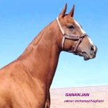 خرید اسب و فروش اسب_ سیلمی سنان جان