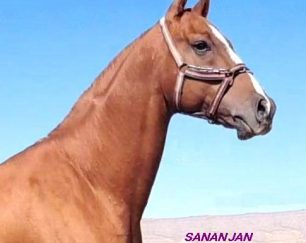 خرید اسب و فروش اسب_ سیلمی سنان جان