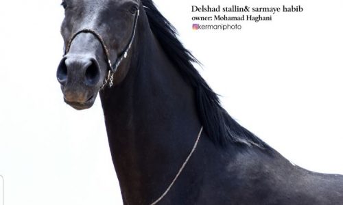 خرید اسب و فروش اسب_ یلمایه حبیب