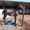 خرید اسب و فروش اسب_ سزار