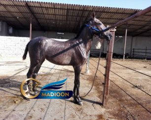 خرید اسب و فروش اسب_ سزار