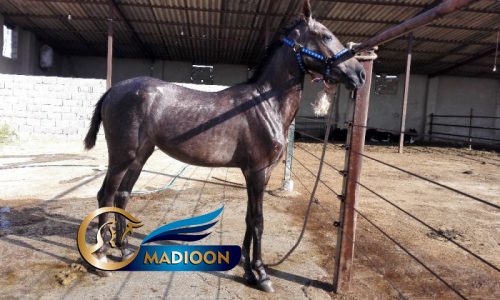 خرید اسب و فروش اسب_ سزار