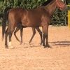 خرید اسب و فروش اسب_مادیان کره فین فین