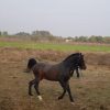 خرید اسب و فروش اسب_ اسب عرب مصری