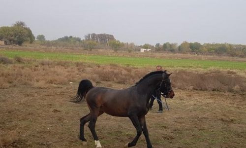 خرید اسب و فروش اسب_ اسب عرب مصری