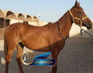 خرید اسب و فروش اسب_ اسب مادیان