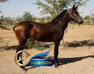 خرید اسب و فروش اسب_ کره اسب آیلی