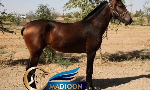 خرید اسب و فروش اسب_ کره اسب آیلی