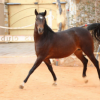 خرید اسب و فروش اسب_کلهر