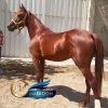 خرید اسب و فروش اسب_ نریون دره شوری