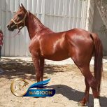 خرید اسب و فروش اسب_ نریون دره شوری